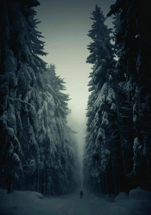 Arvores-E-Neve.jpg