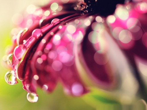 Gotas-D-Agua-Flor.jpg